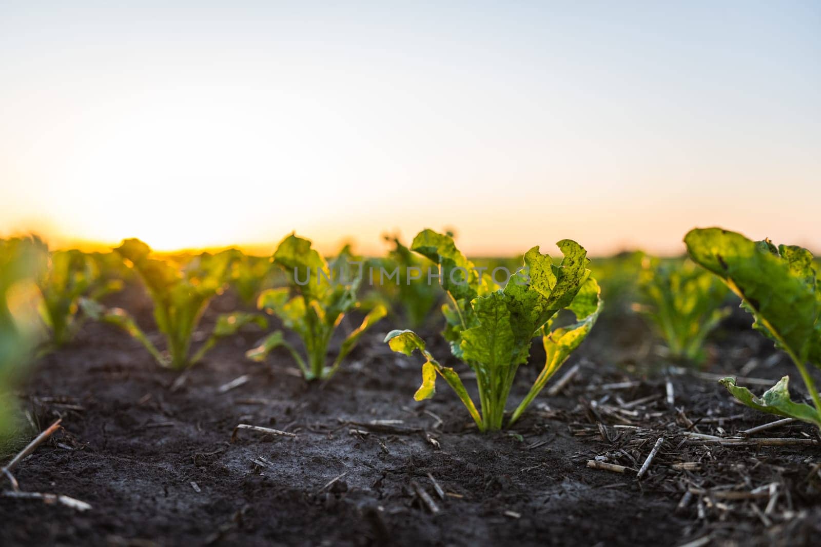 Beetroot plants growing in a fertile soil on a agricultural field. Cultivation of the sugar beet. Agriculture process. by vovsht