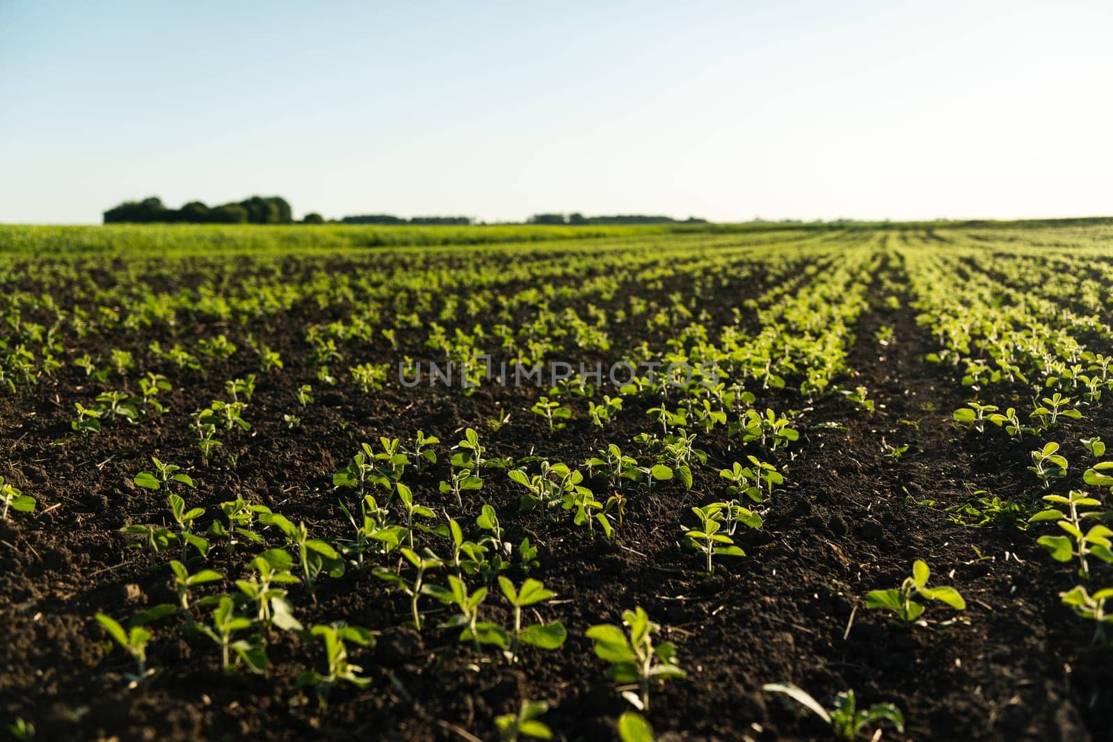 Soy bean sprouts grows on a field. Young soybean plants. Soy field with sunset sun. Growing soy. Agricultural process. Selective focus. by vovsht