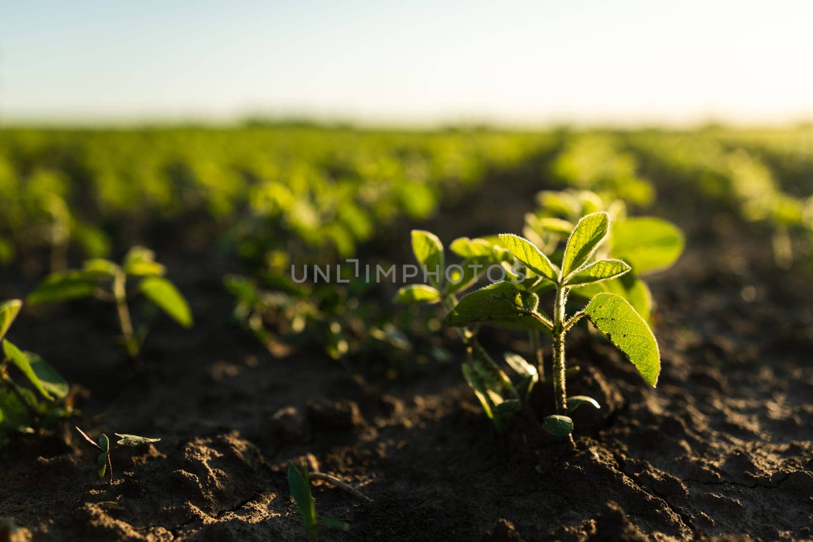 Cose up rows of green soybean plant on the fertile agiculture field in summer. Young soy bean plant against the sun. Selective focus. Soft focus. by vovsht