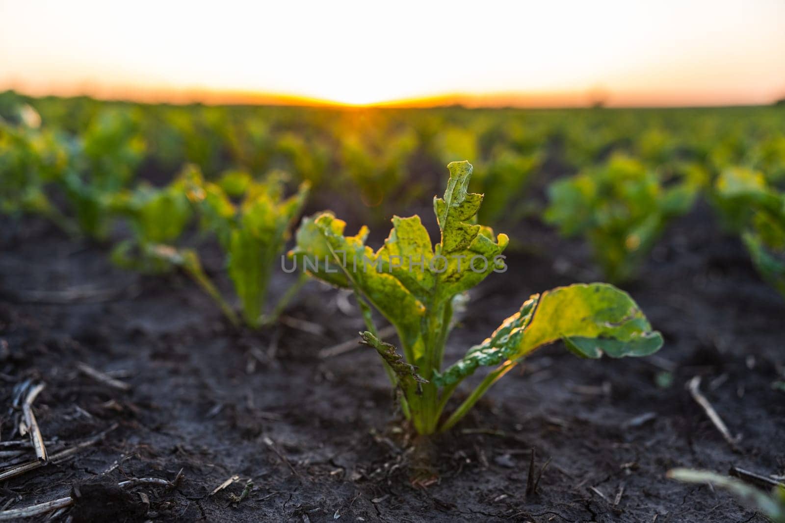 Green sugar beets sprouts on the field in a sunset. Rows of young sugar beet root plant on a agrarian field. Beetroots growing on agricultural field
