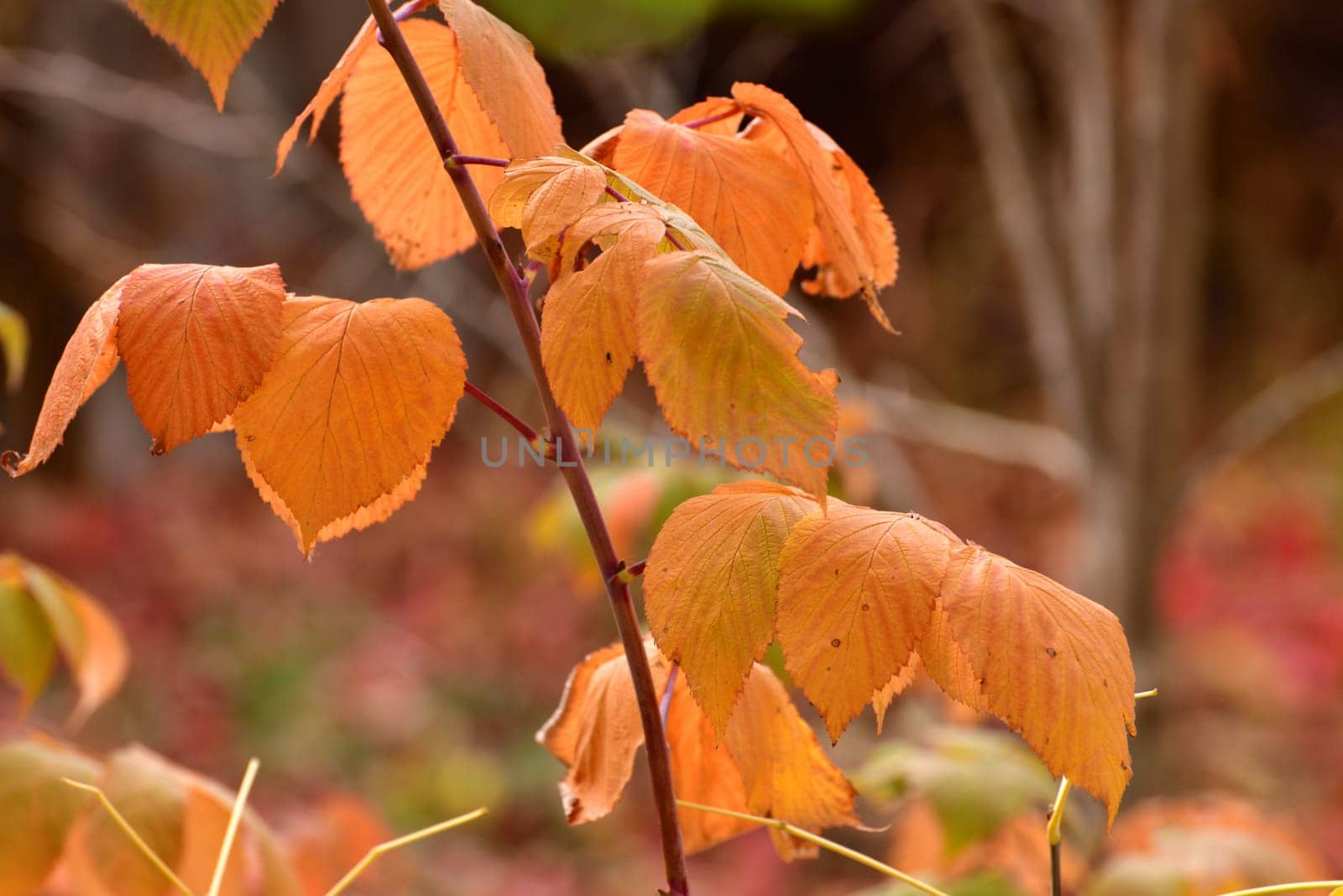 yellow autumn raspberry leaves on a branch. by olgavolodina