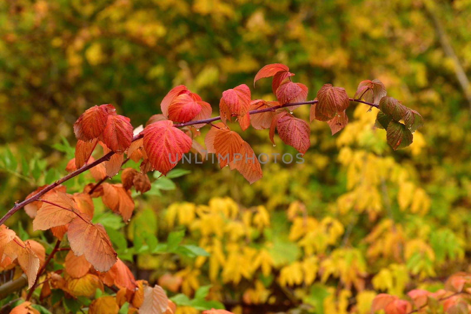 Red autumn raspberry leaves on branch.