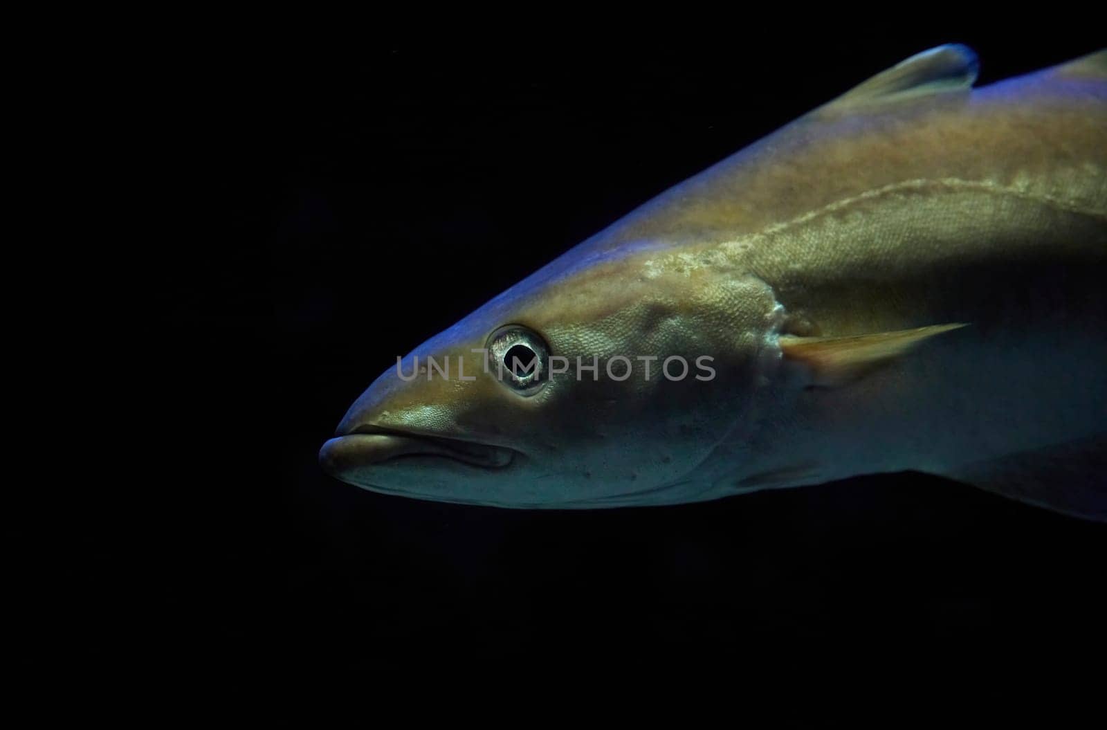 Fish close up in dark waters in Denmark. Underwater photo.