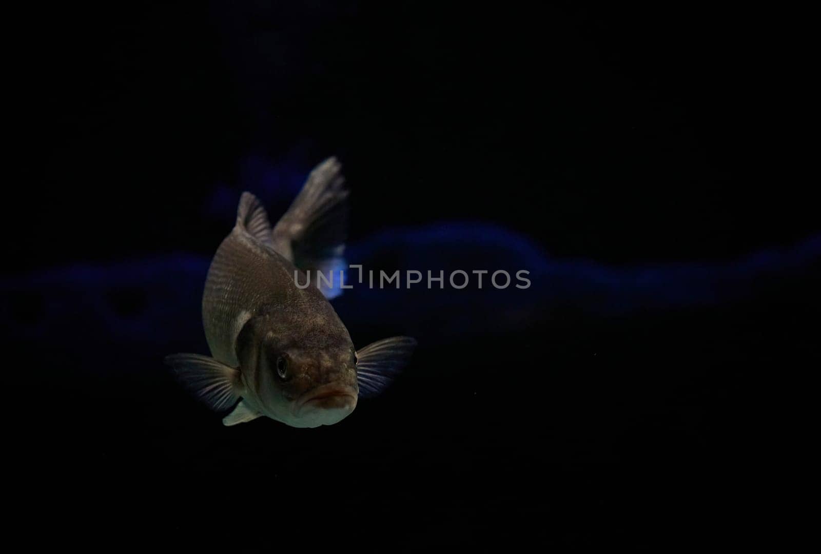 Fish close up in dark waters in Denmark. Underwater photo.