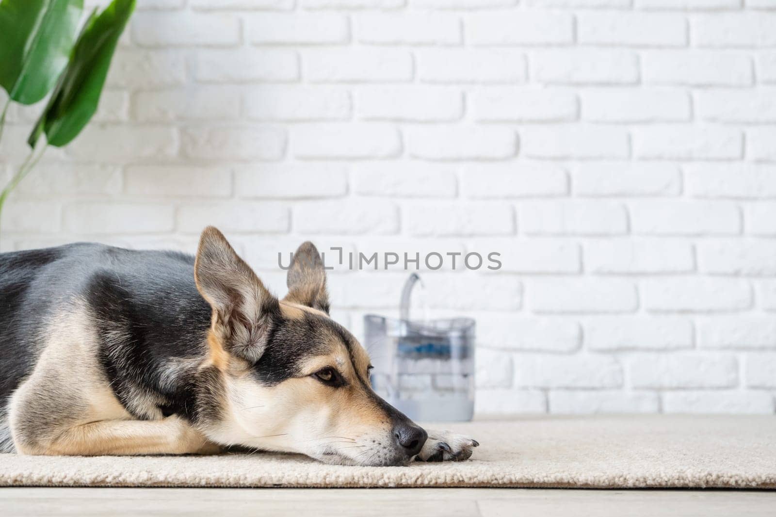 Pet water dispenser with automatic gravity refill. Closeup of cute dog lying on rug near pet fountain