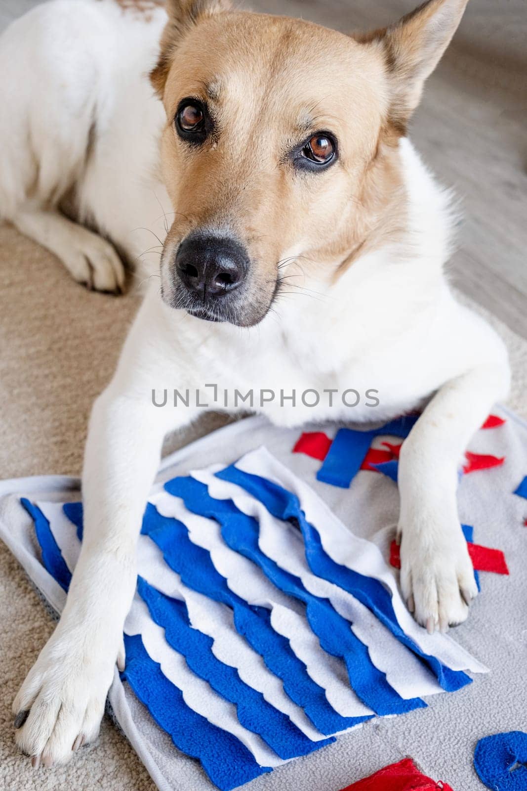 adorable dog playing with sniffing mat at home