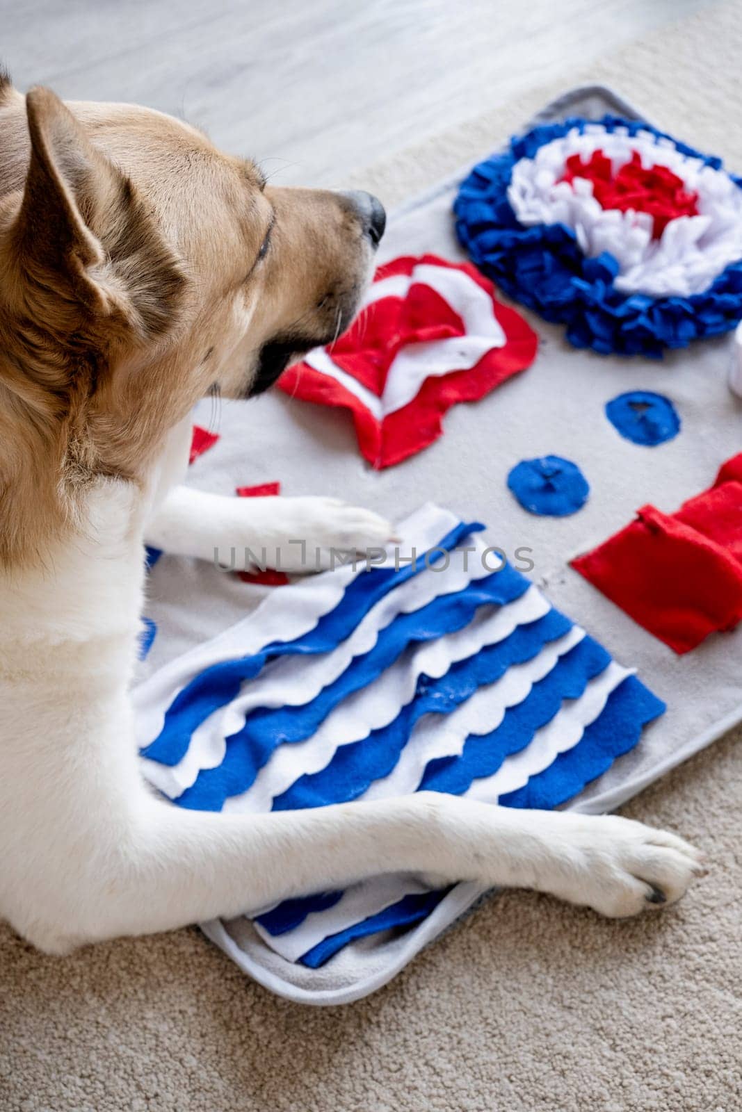 adorable dog playing with sniffing mat at home