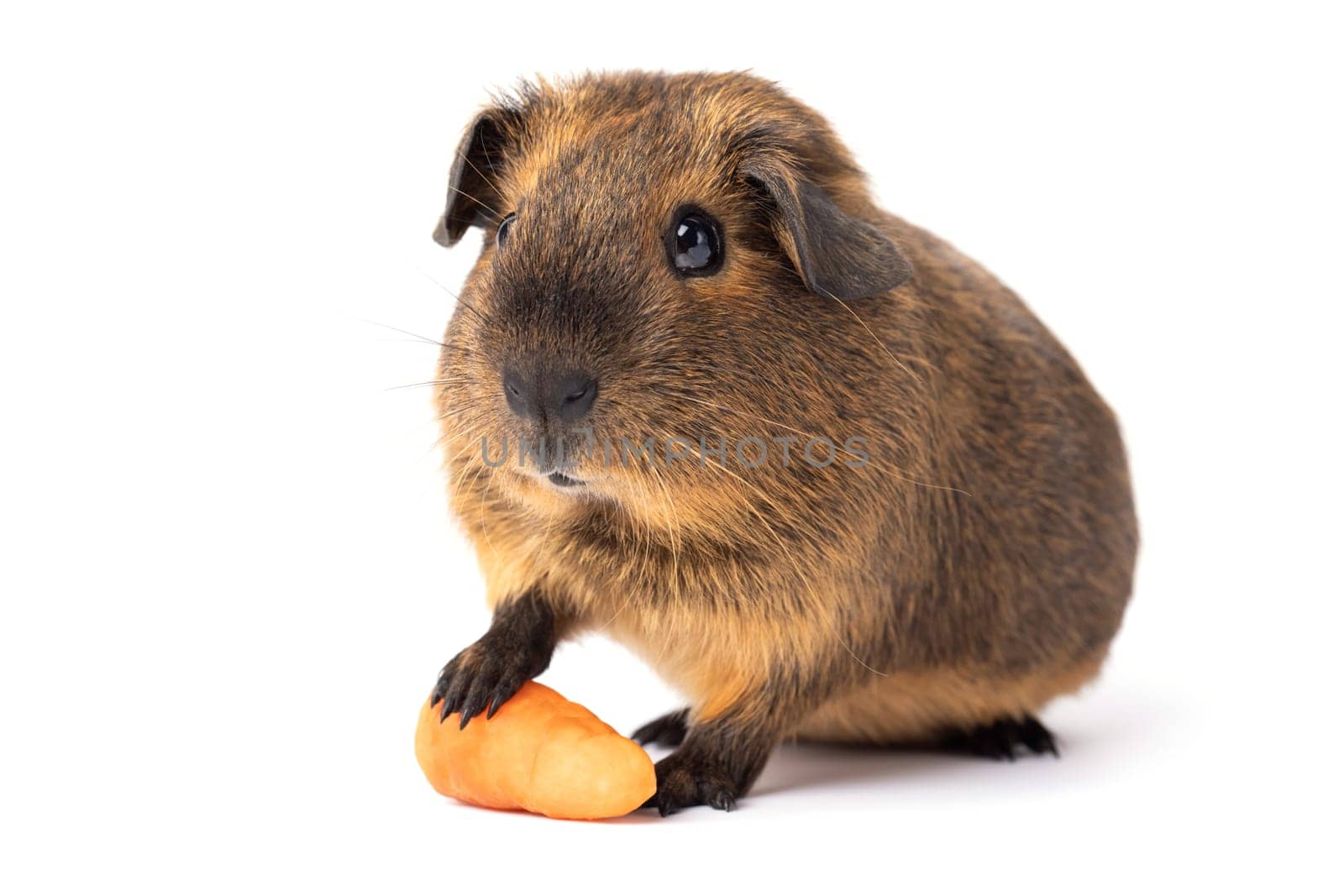 Cute little brown guinea pig with carrot isolated on a white background.