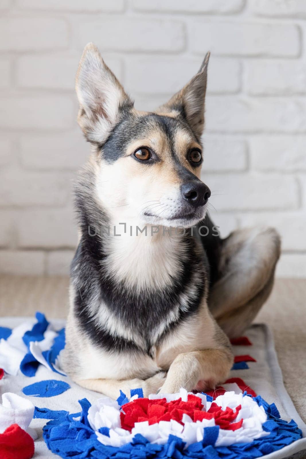 adorable dog playing with sniffing mat at home