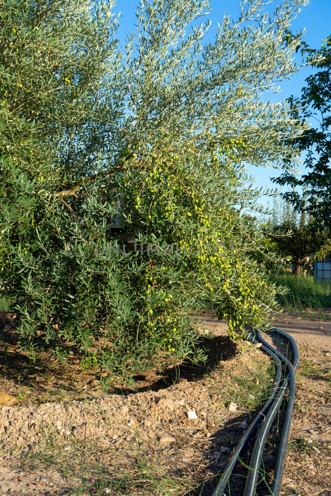 Close-up of an olive tree loaded with many fruits in full development in a crop field.