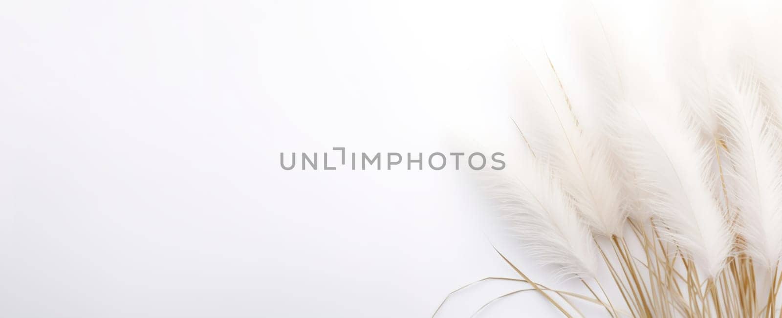 Delicate pampas grass plumes gracefully poised against a clean white background, providing a sense of calm and minimalistic elegance. Boho style. Natural backdrop with copy space. Generative AI. by creativebird