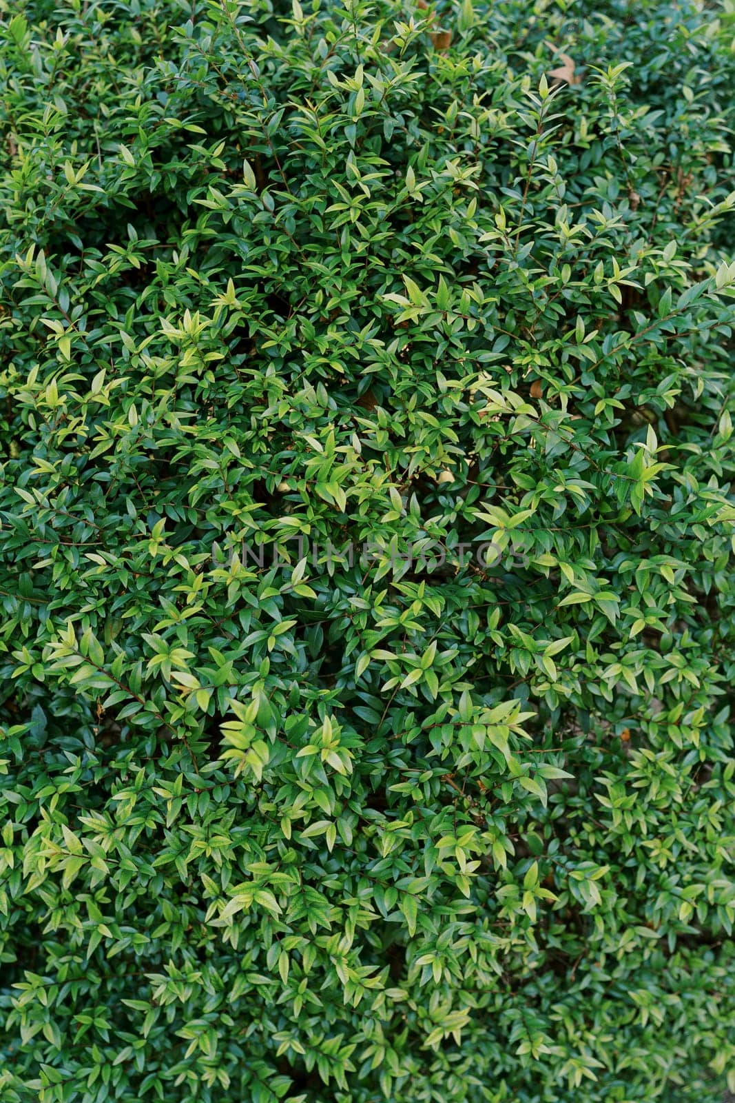 Bright green leaves on the branches of a bush. High quality photo