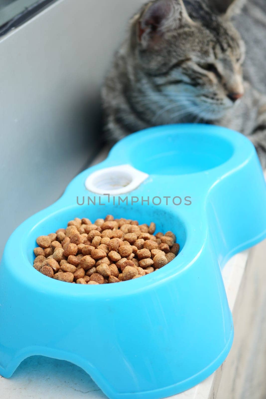 Cat eating out of bowl at street