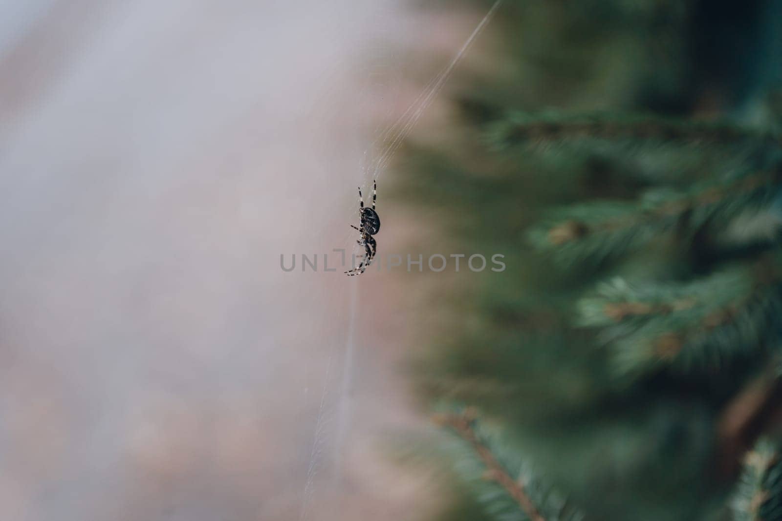 Close up shot of spider hanging on silk rope by Popov