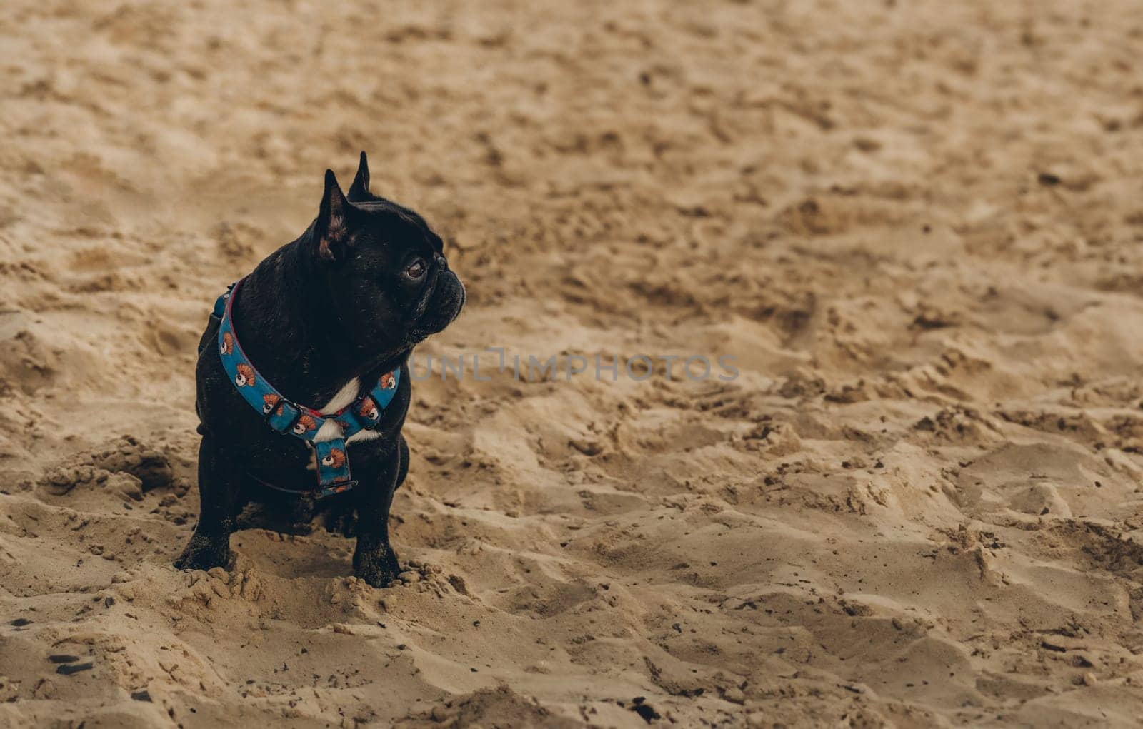 Cute black pug french bulldog sitting on the sand and looking away