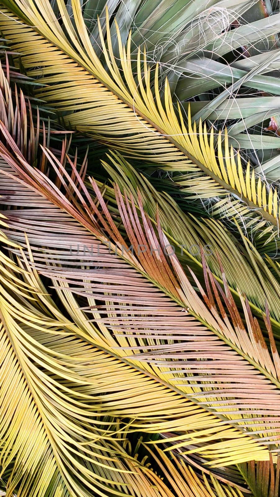 Exotic palm leaves, tropical multicolored background, flat lay, top view, close-up, vertical frame