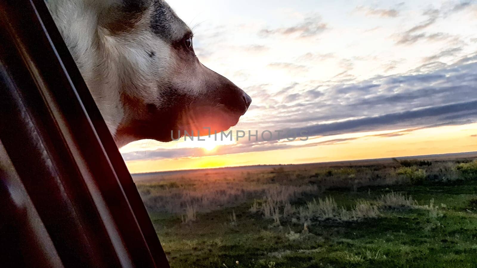 Dog German Shepherd in a car and muzzle against the sunset. Eastern European dog veo in travel or trip by keleny