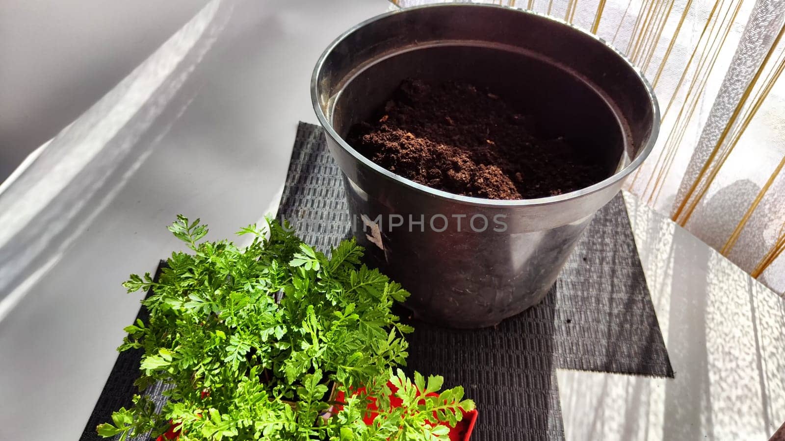 Planting marigold flowers in pot. Reproduction of plants in spring. Young flower shoots and greenery for garden. Bucket of earth, green bushes and twigs with leaves