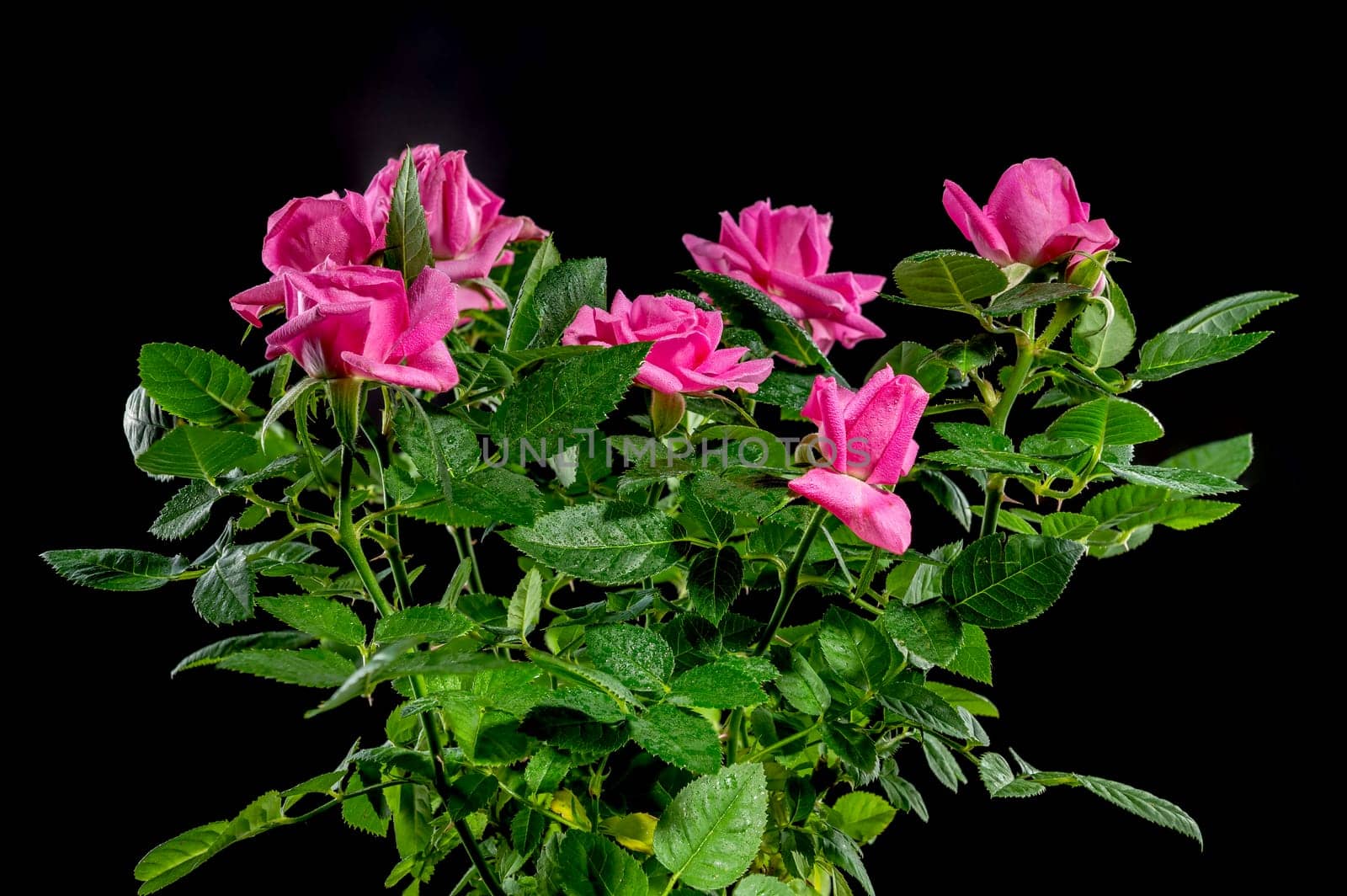 Pink tea rosebush on a black background by Multipedia