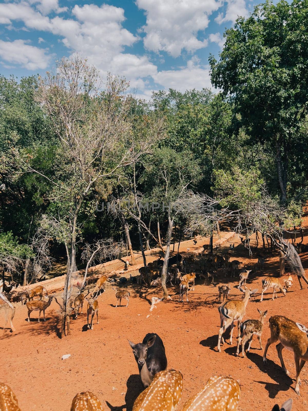 Young spotted deer walk on the red soil of the park. High quality photo