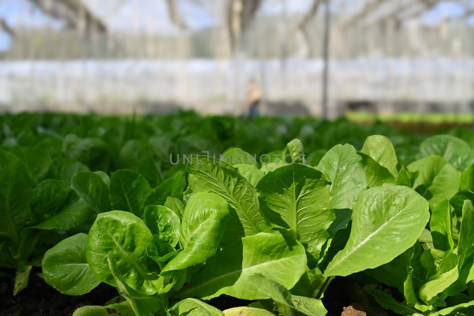 Fresh green cos lettuce growing in greenhouse. Sustainable agriculture and Healthy food concept.