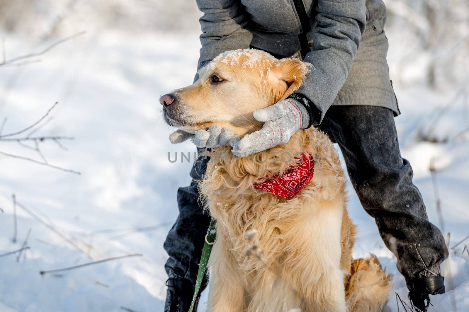 Female Hands In Gloves Hold A Golden Retriever'S Muzzle In Winter, Surrounded By Lots Of Snow