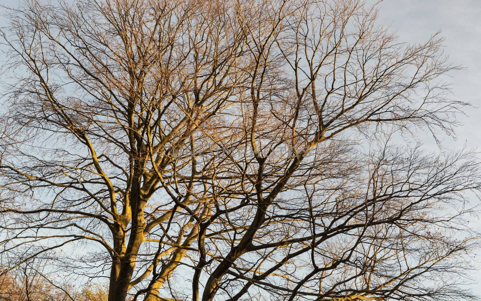 The tangled spreadingof leafless hibernating tall tree against clear blue sky. Deciduous tree in winter season in nature, Branches of a leafless tree, Selective focus.