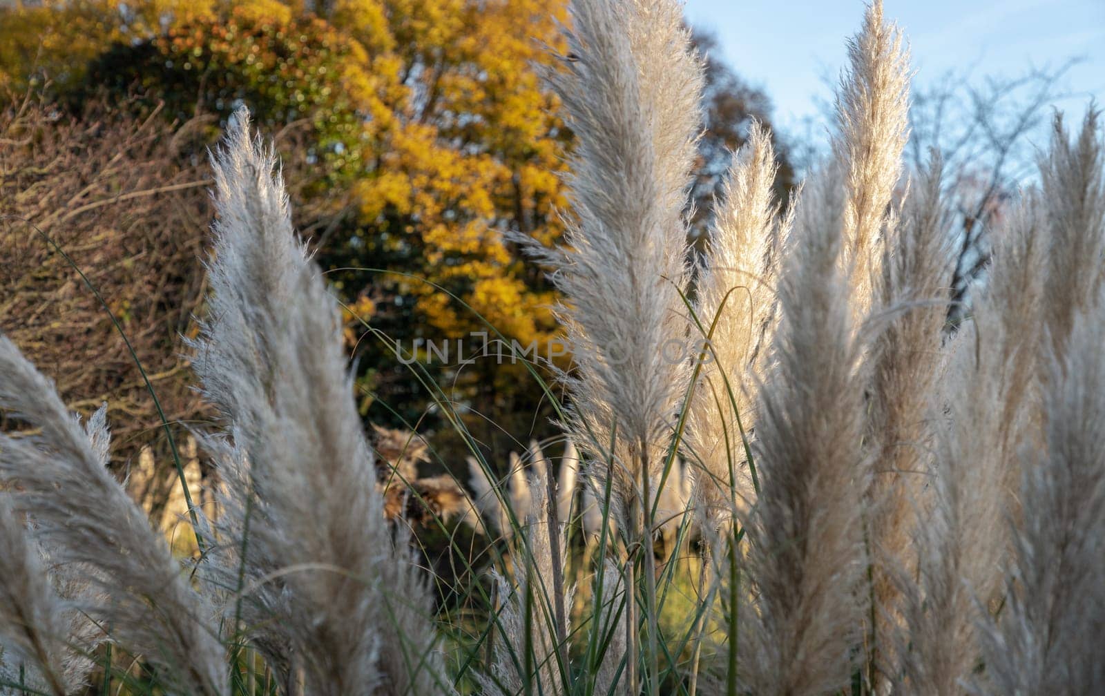 The fascinating plumage of the flowers of the pampas grass in the park. White cream fluffy flowers of Cortaderia selloana, is a nice floering grass for the garden, Space for text, Selective focus.