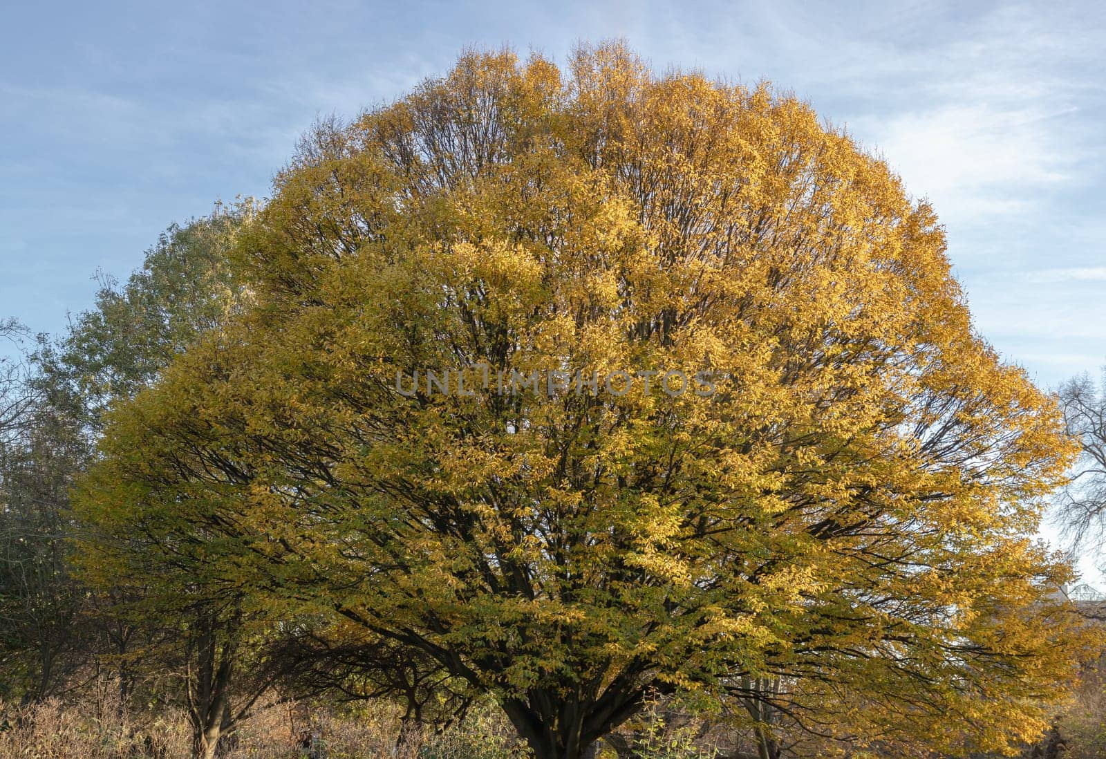 Aspen tree (Populus tremula) with colorful autumn leaves in natural sunlight. Tree Starting to Change Color in Early Autumn, Autumnal landscape, Space for text, Selective Focus.