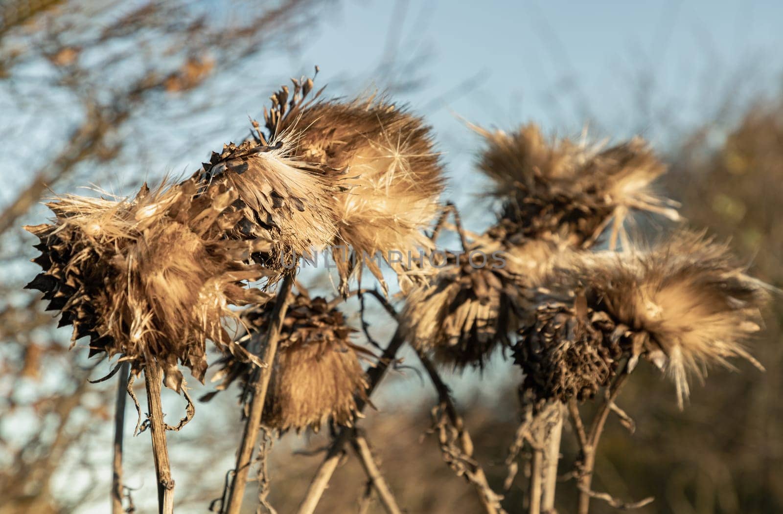 Brown dead artichoke head seeds (Cynara cardinculus) on stalk. Dried milk thistle flower (Sylibum marianum) illuminated by the sun in the autumn day, Space for text, Selective Focus.