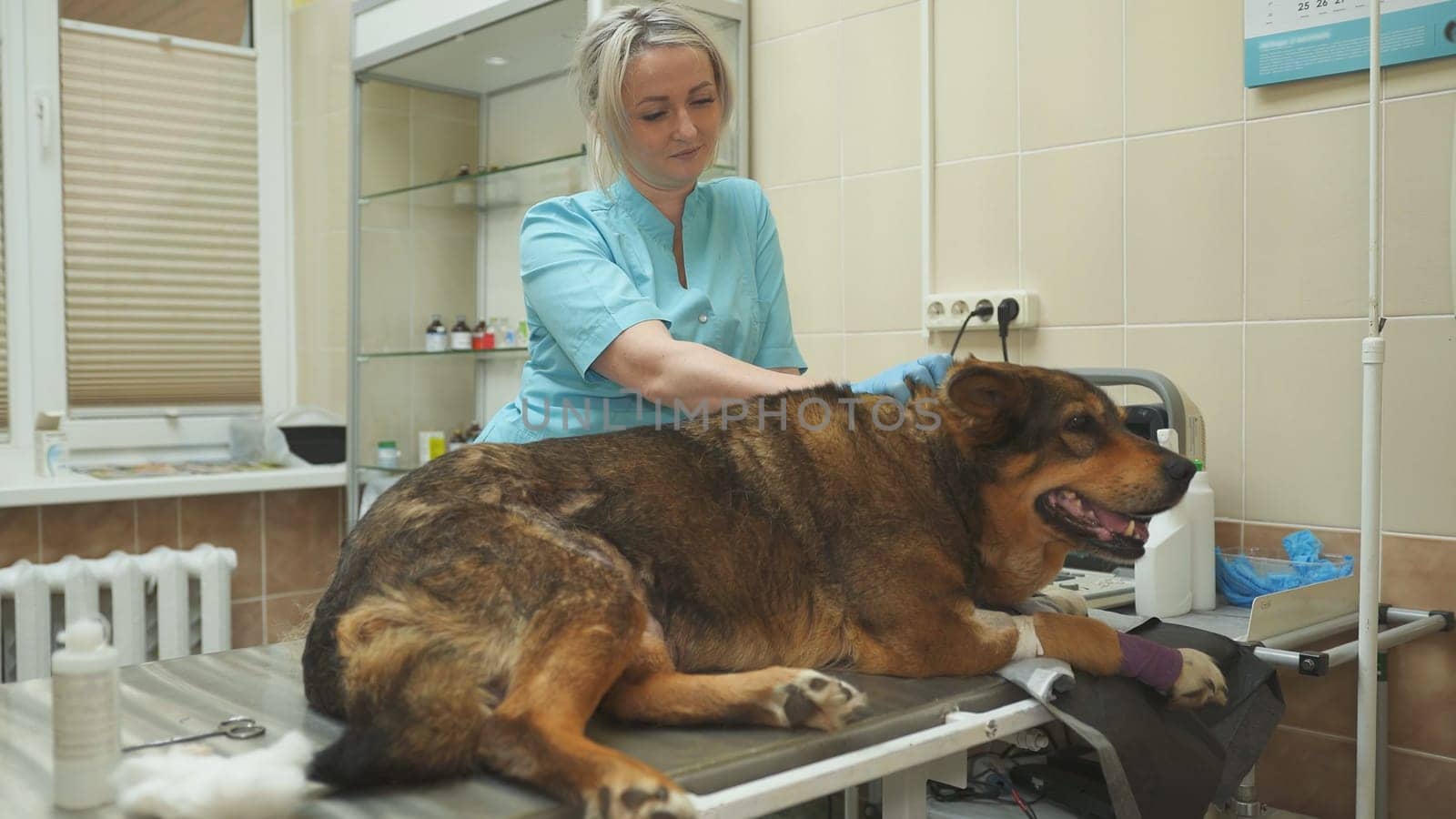 Yard village dog examined by a vet clinic doctor