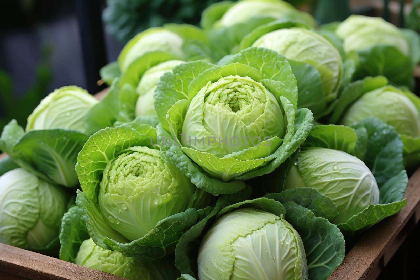 watercolor cabbage isolated on dark, AI Generated by Desperada