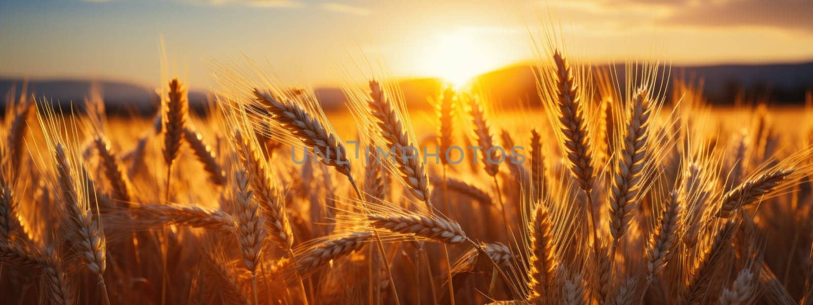 Golden ripe wheat field under shining sunlight. AI Generative by prathanchorruangsak