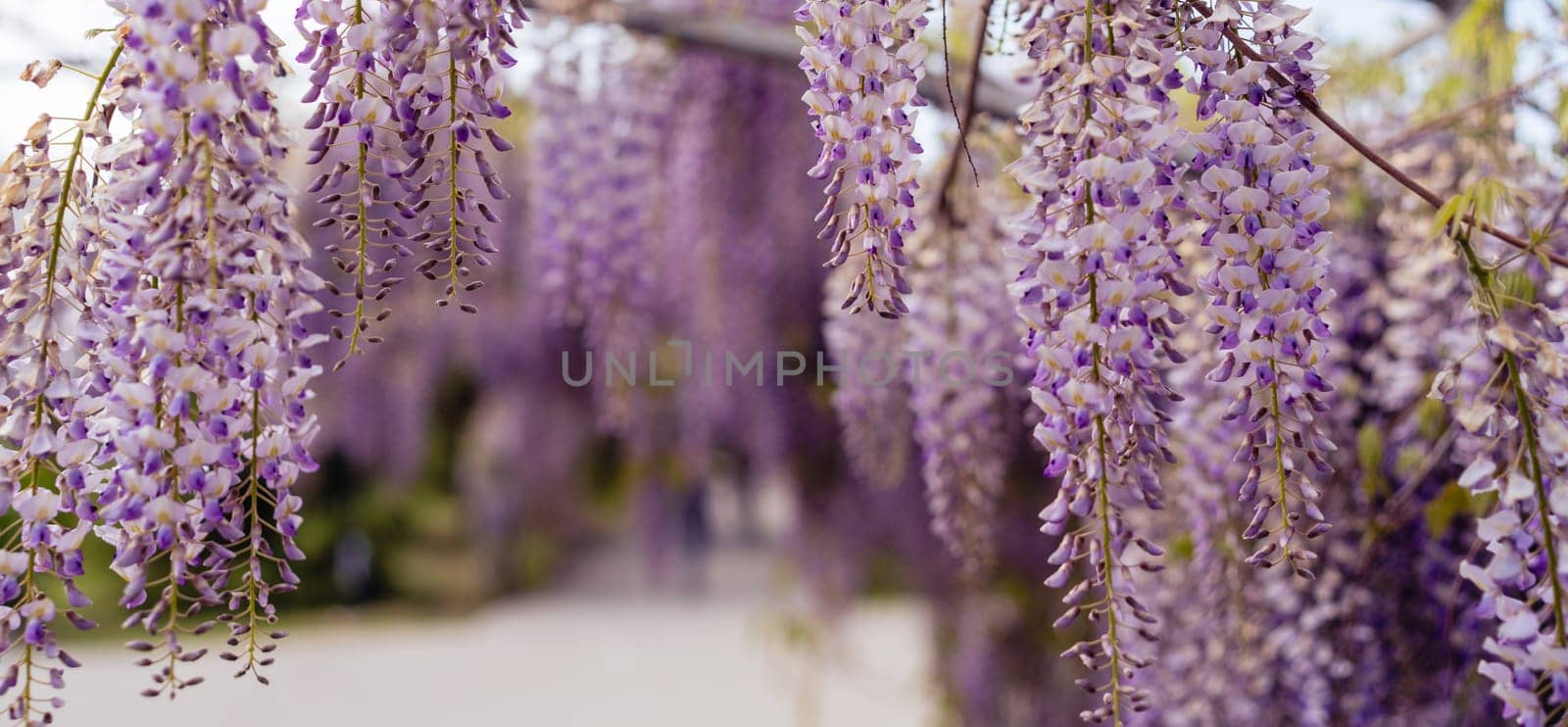 Blooming Wisteria Sinensis with classic purple flowers in full bloom in drooping racemes against the sky. Garden with wisteria in spring