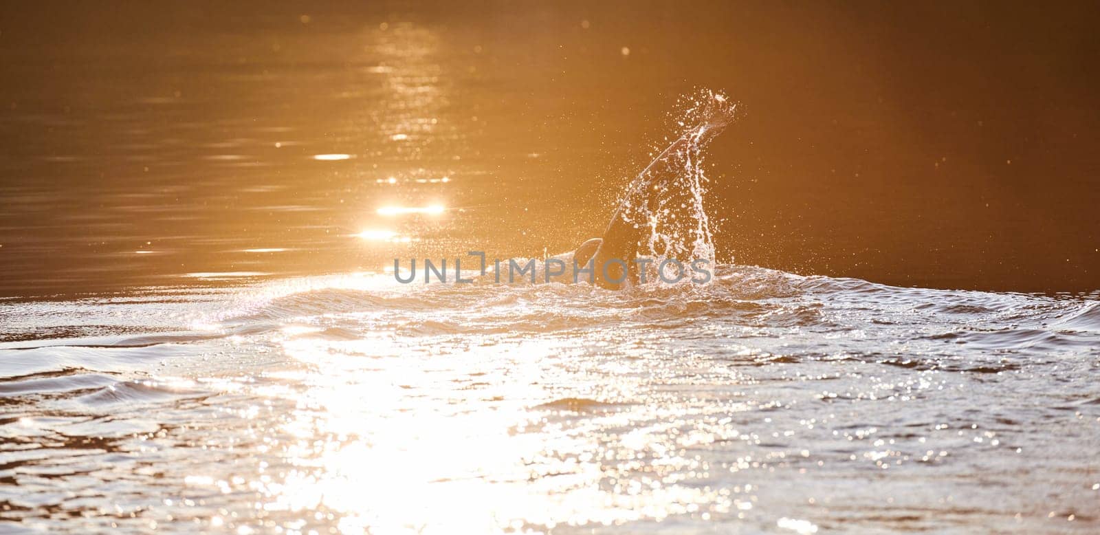 Triathlon athlete swimming on lake in sunrise wearing wetsuit. High quality photo