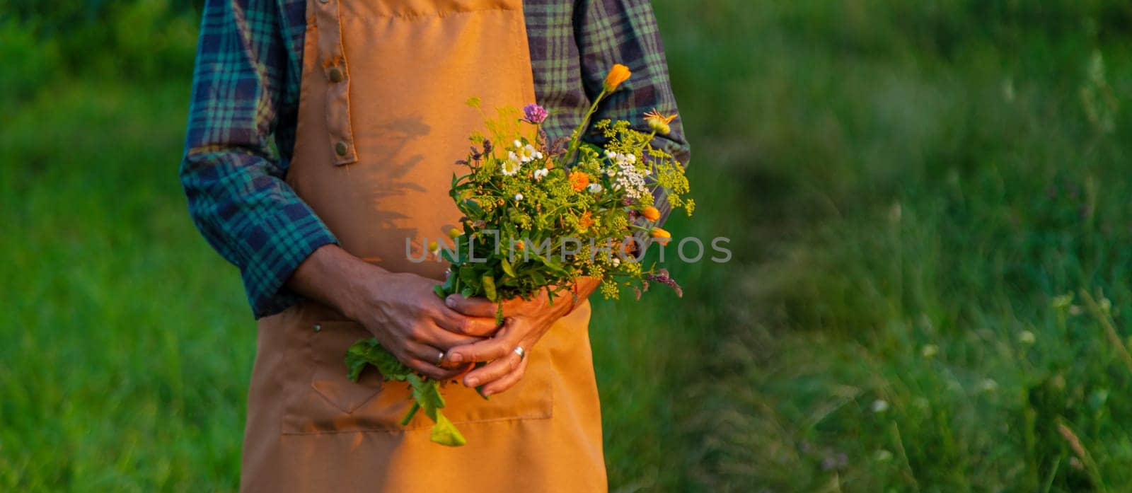 A man collects medicinal herbs in a field. Selective focus. Nature.