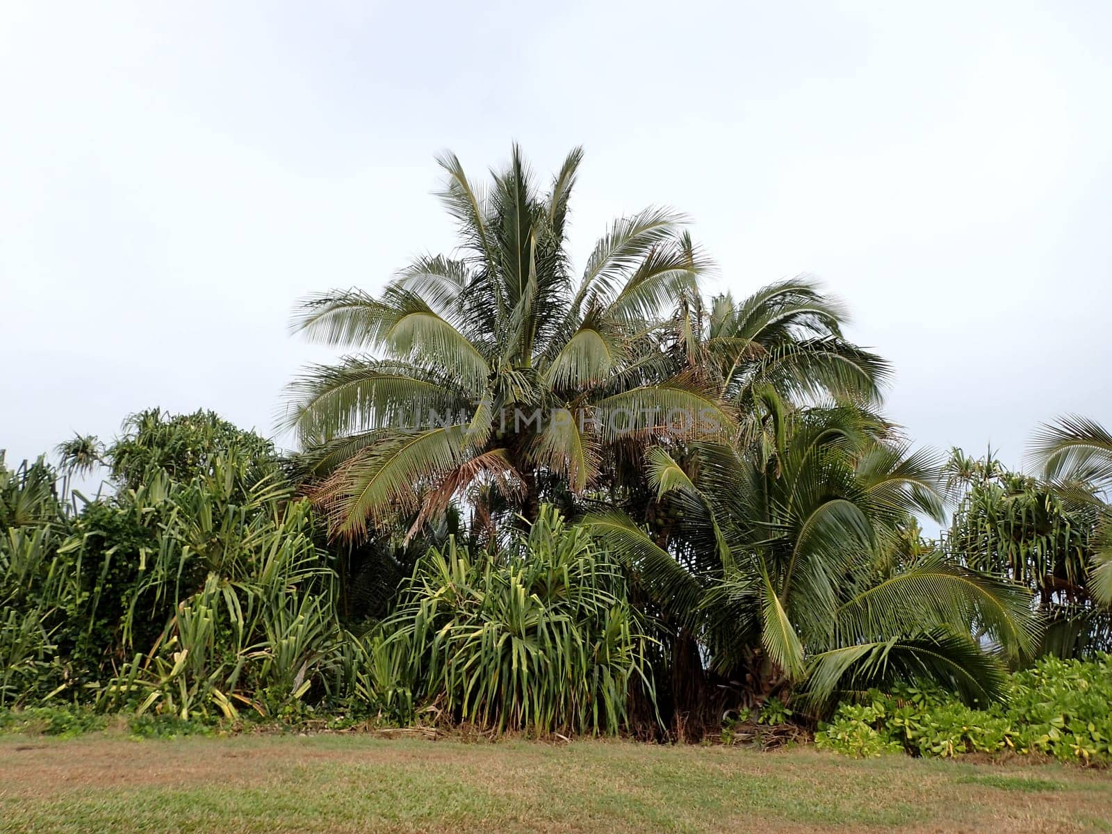 A breathtaking photo of a tropical paradise in Hana, Maui, Hawaii. The photo shows a lush vegetation. The sky is a bright blue with a few white clouds. The photo captures the beauty and the tranquility of Hana, a remote and scenic town on the east coast of Maui. 