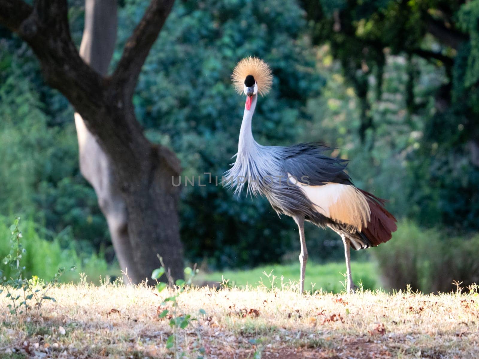 Grey Crowned Crane at the Honolulu Zoo by EricGBVD