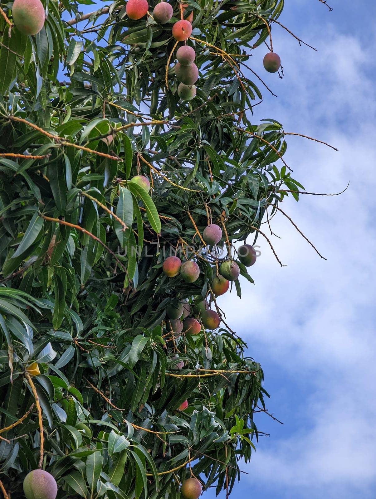 Mangos on a Tree by EricGBVD