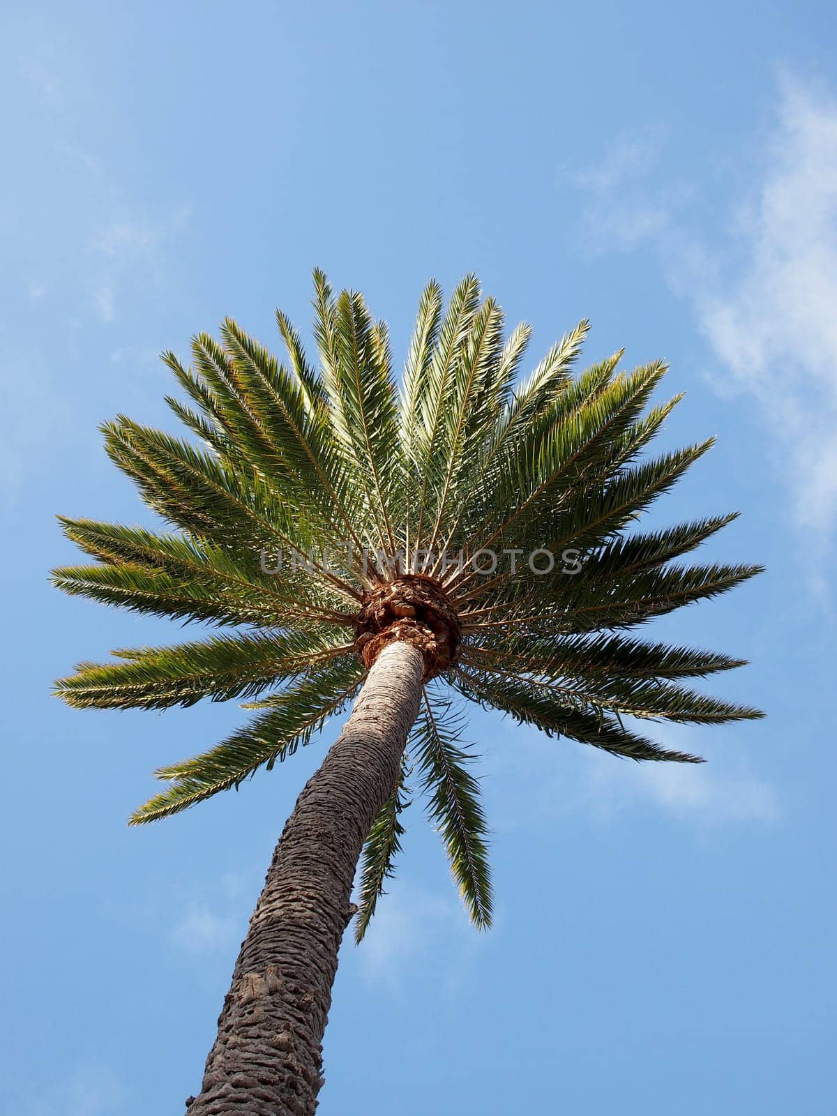 A palm tree reaches towards the sky, its fronds spread out in all directions. The tree trunk is textured and has a slight curve to it. The sky is a clear blue with no clouds. The photo is taken from below, looking up at the tree. The photo creates a sense of tropical warmth and nature.