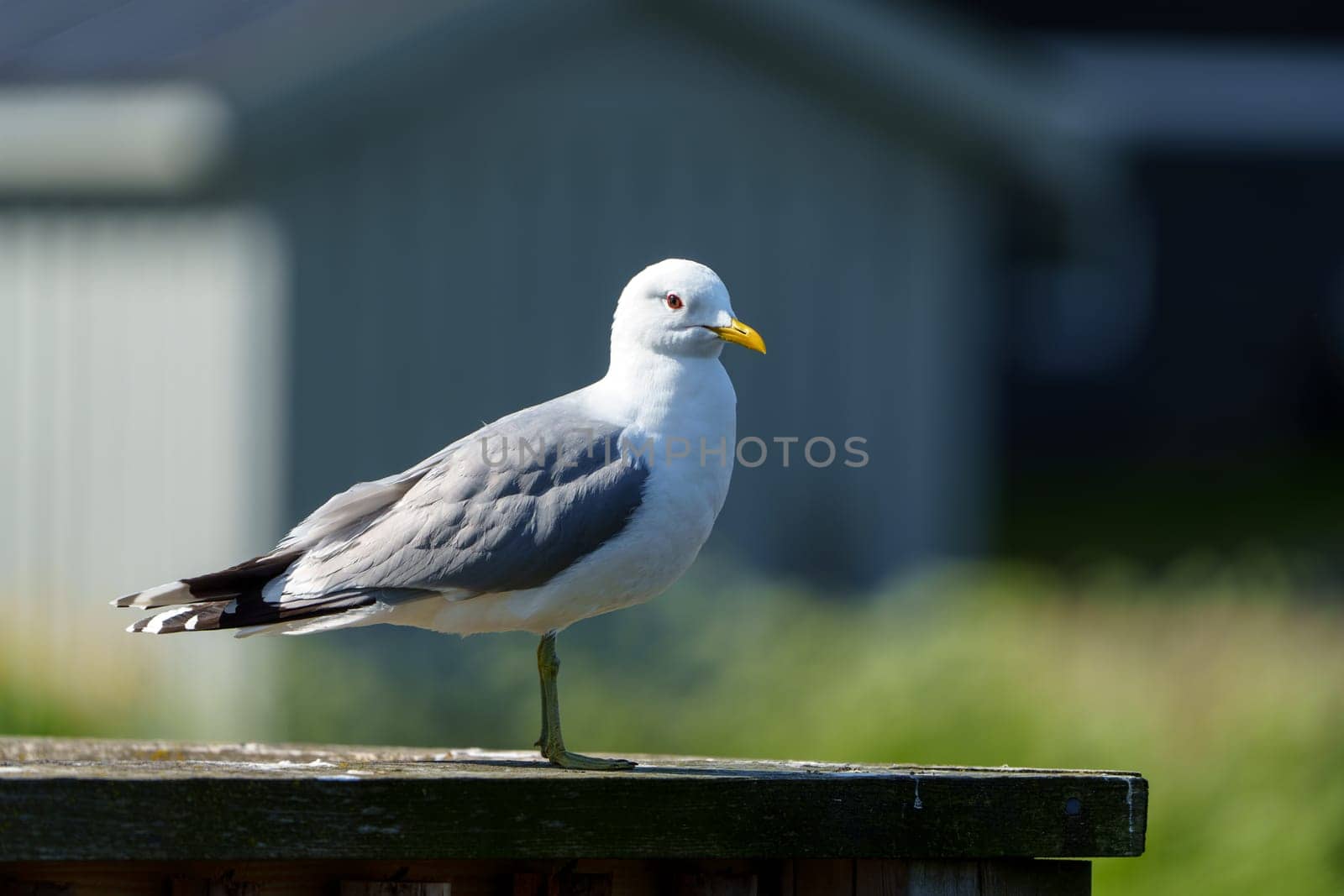 A close-up photograph featuring a Northern Norwegian seagull, showcasing its stunning and intricate feather patterns with a blurred background, highlighting the unique beauty of this bird.