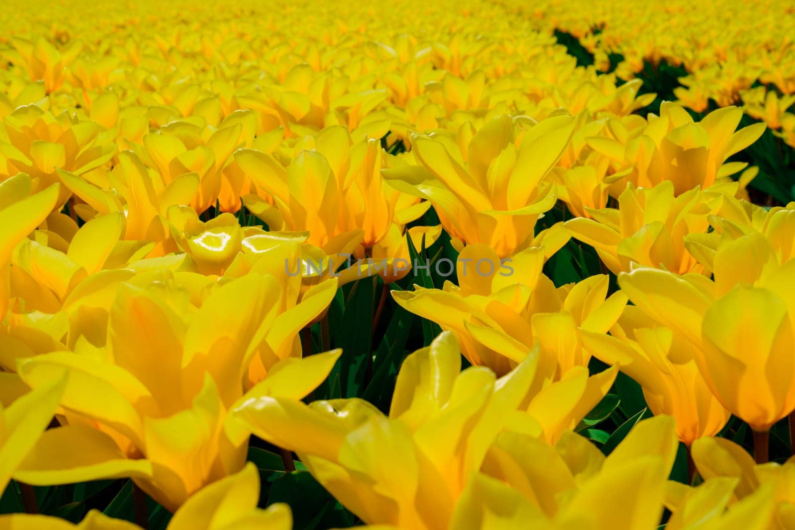 Expansive and breathtaking scenery of endless yellow tulip fields reaching far into the distance, presenting a mesmerizing and picturesque natural vista in full bloom.