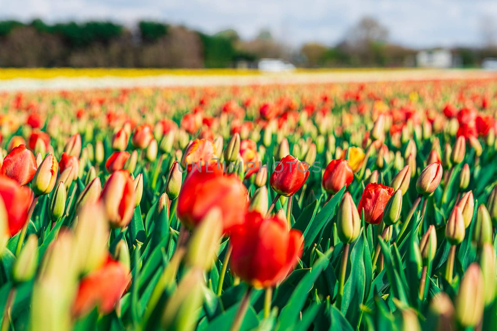 An awe-inspiring panoramic view of the Dutch countryside, showcasing an unending expanse of vivid red and yellow tulips against a backdrop of a clear blue sky.