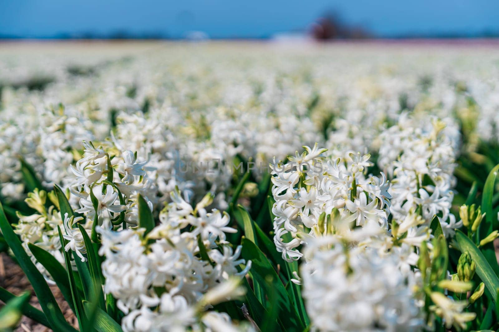 A mesmerizing landscape showcasing a vast meadow in the Netherlands filled with blooming white daffodils, creating an enchanting and serene scenery that captivates the eye and soothes the soul.