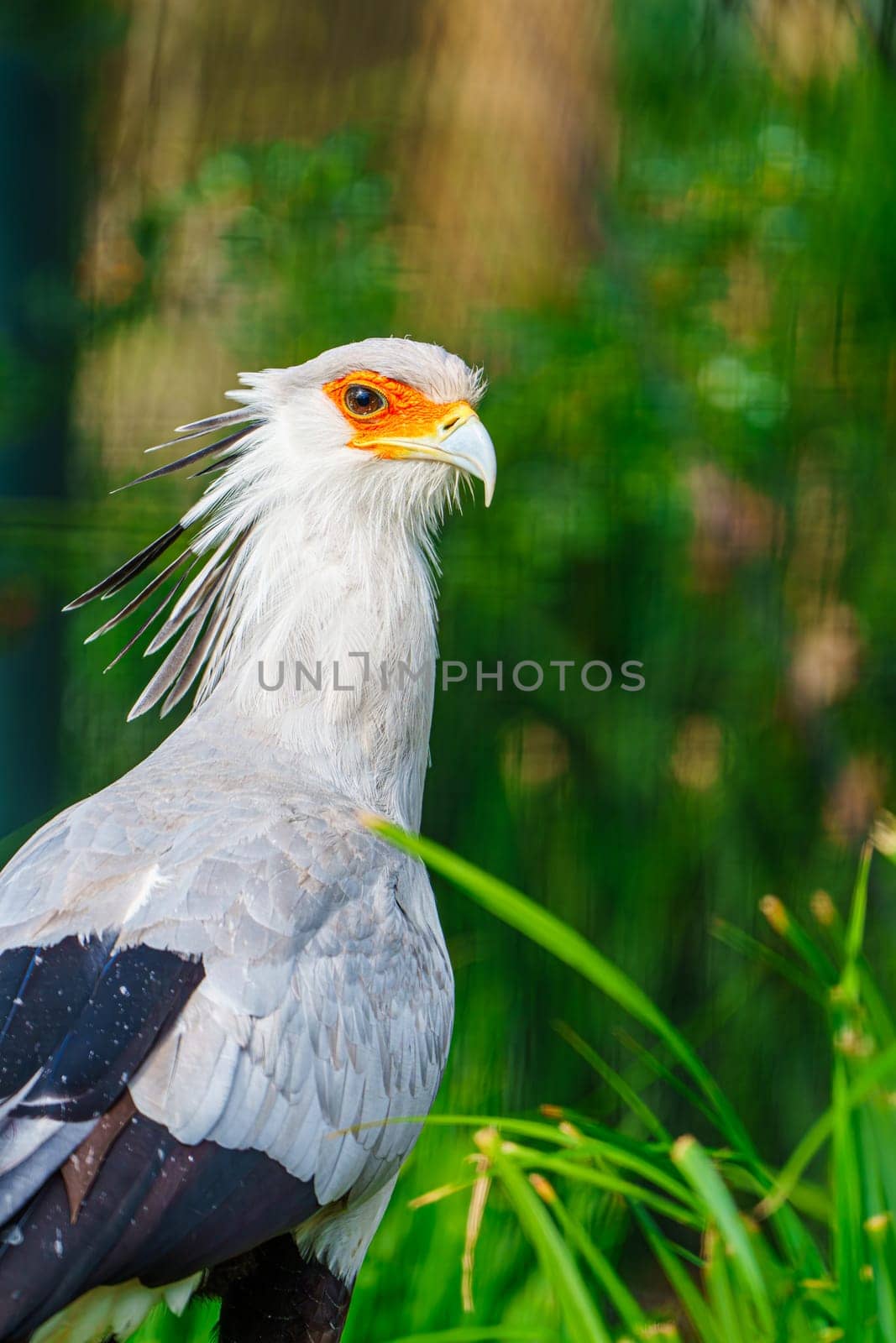 Close-up of a majestic Secretary Bird standing in its natural habitat. This wildlife image showcases the bird's unique features and can be used for conservation initiatives and educational materials.