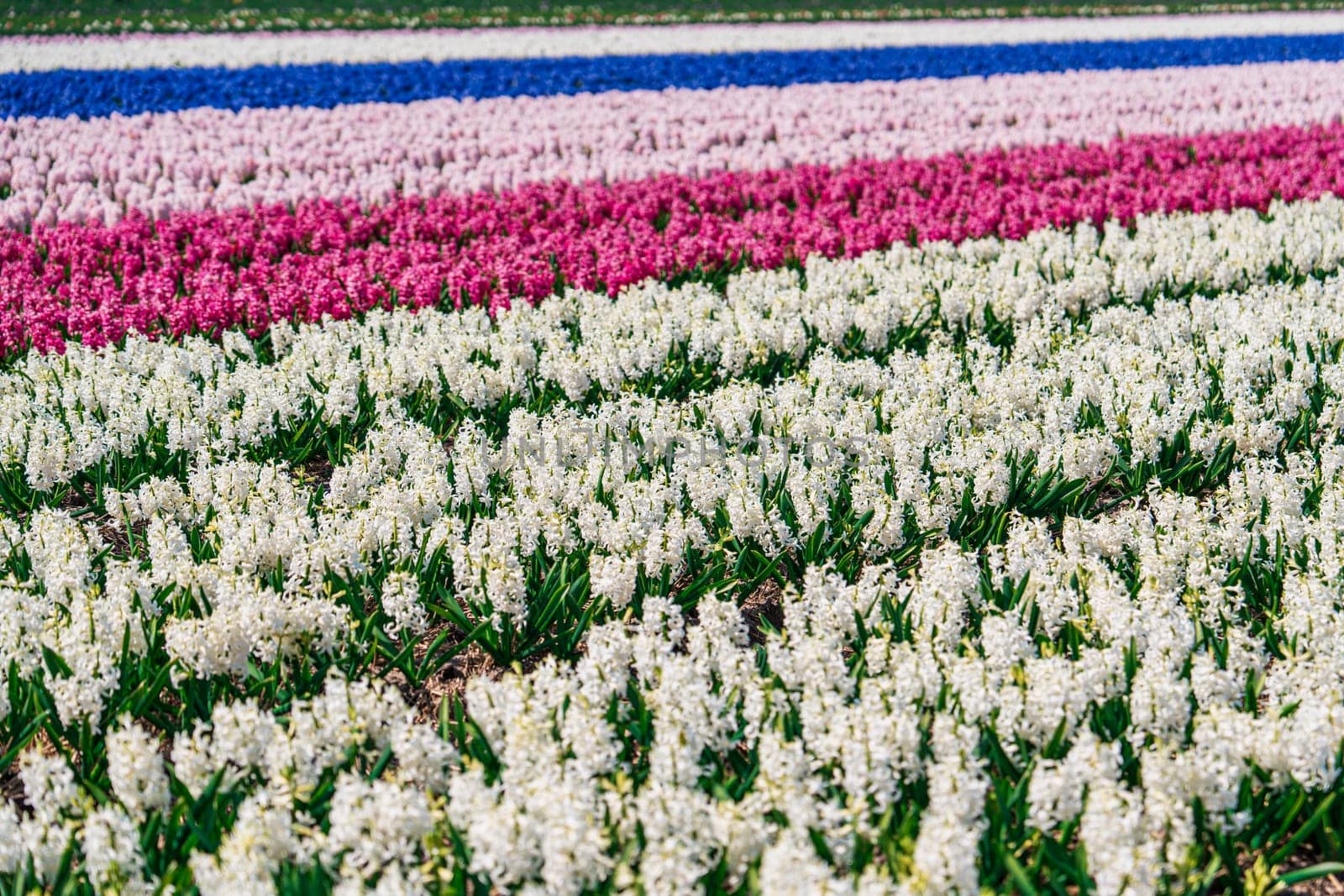 Blooming White Daffodils Field Amidst the Dutch Countryside's Beauty by PhotoTime