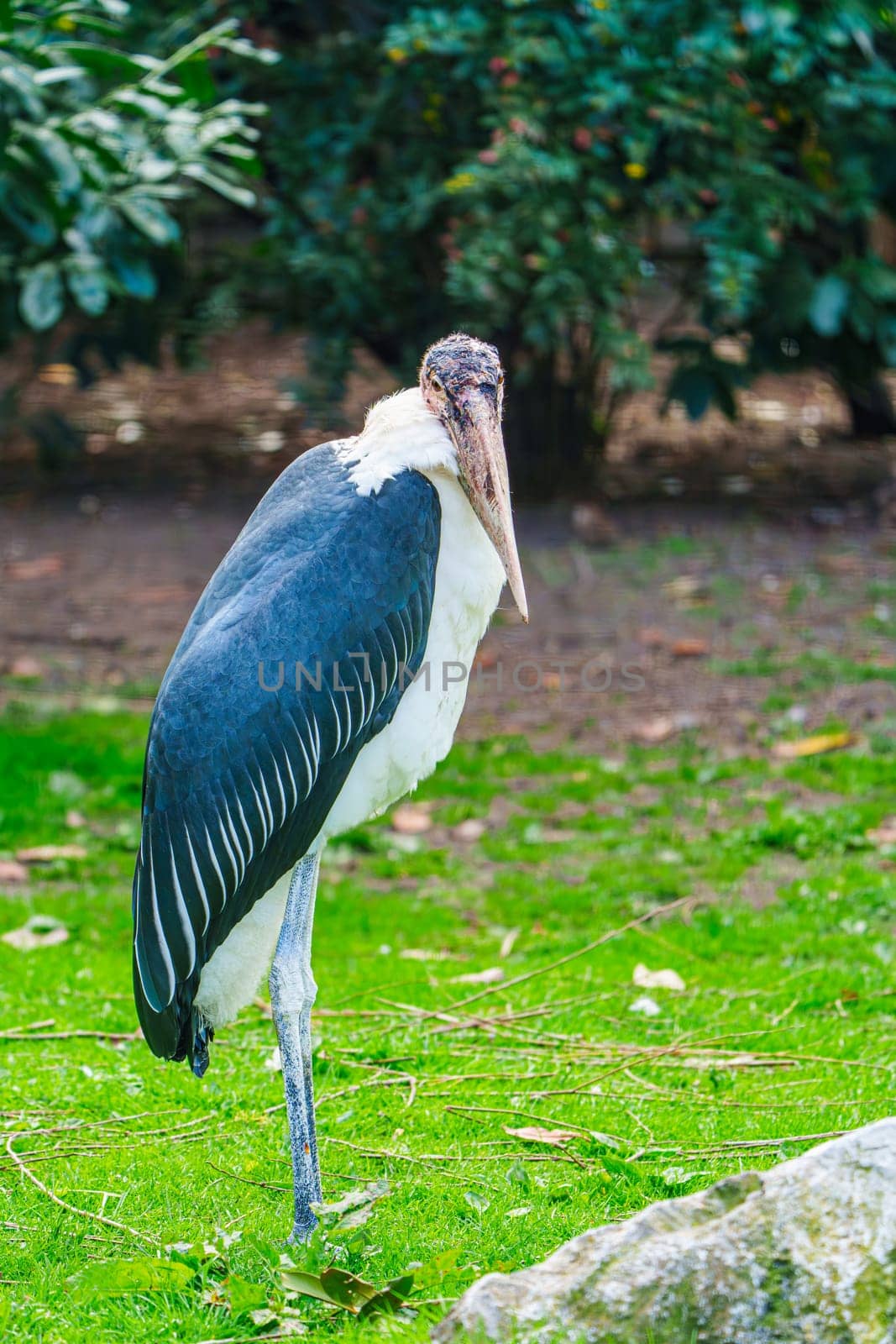 An imposing Marabou Stork is captured in a striking close-up within its natural environment, displaying its impressive stature and remarkable features in intricate detail.