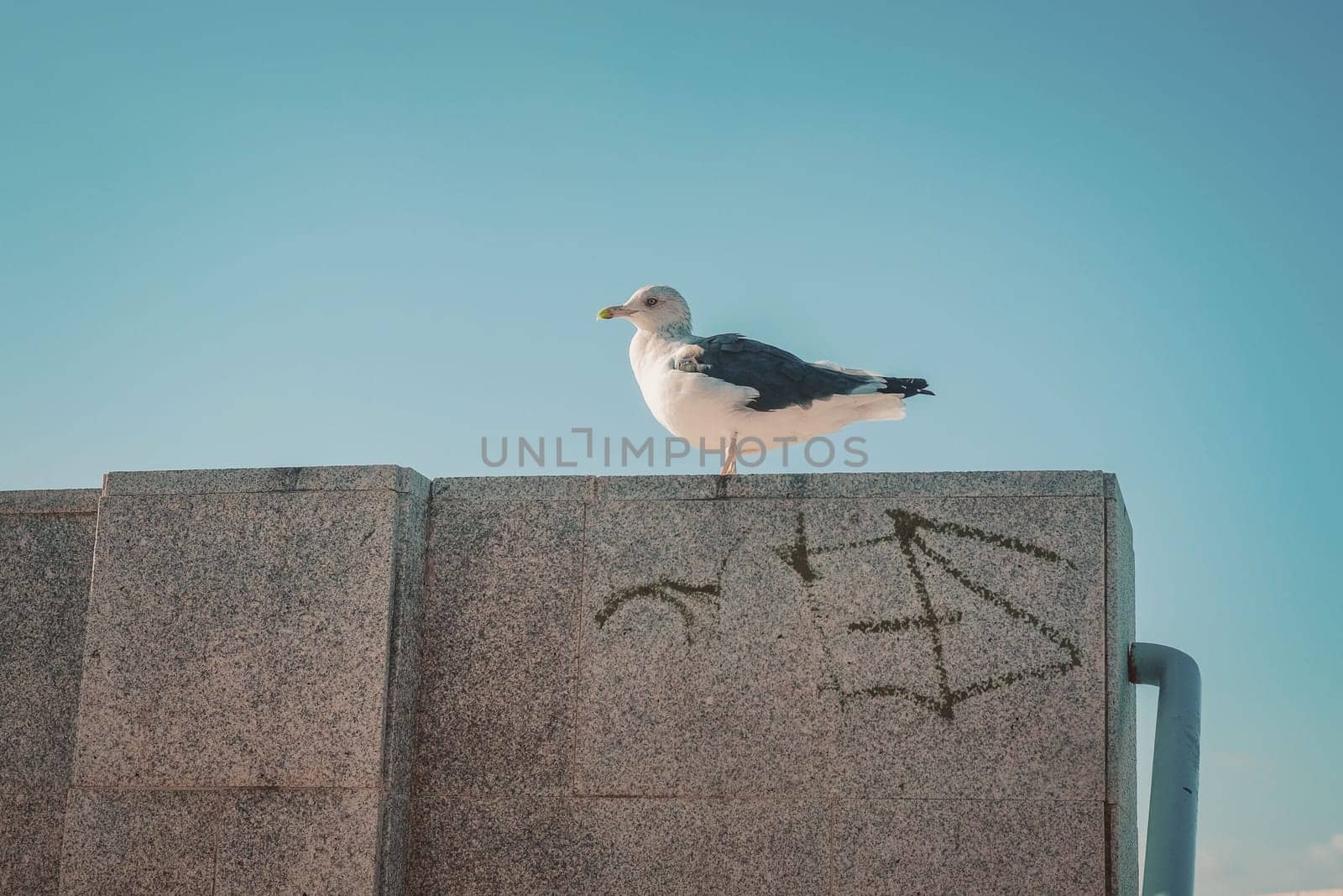 Seagull on concrete wall against blue sky background