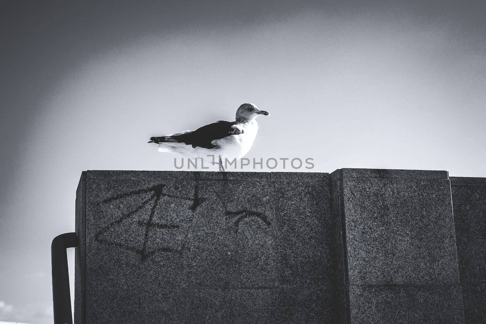 Black and white photo of seagull on concrete wall against sky background