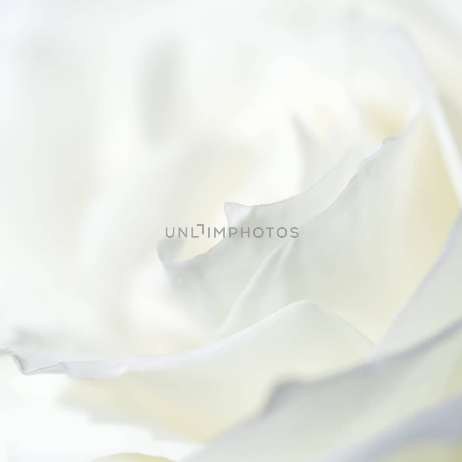 Abstract floral background, white rose flower petals by Olayola